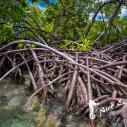 Visite de la mangrove en bateau Guadeloupe